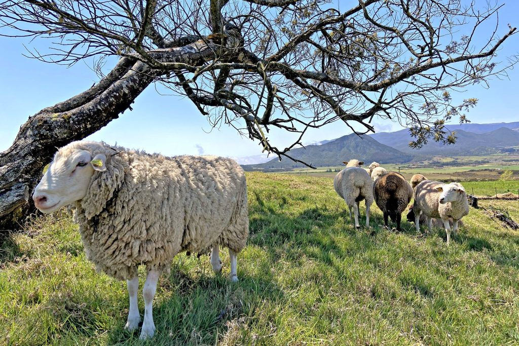 Terres péi, photographie de Jérôme Soubou