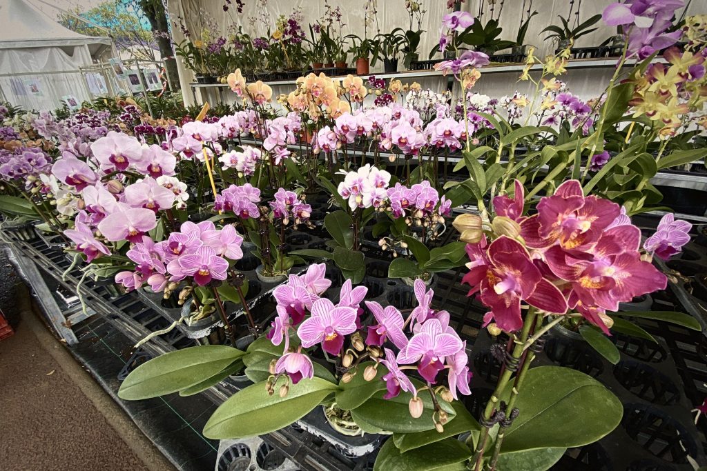 Orchidées exposées aux Florilèges du Tampon