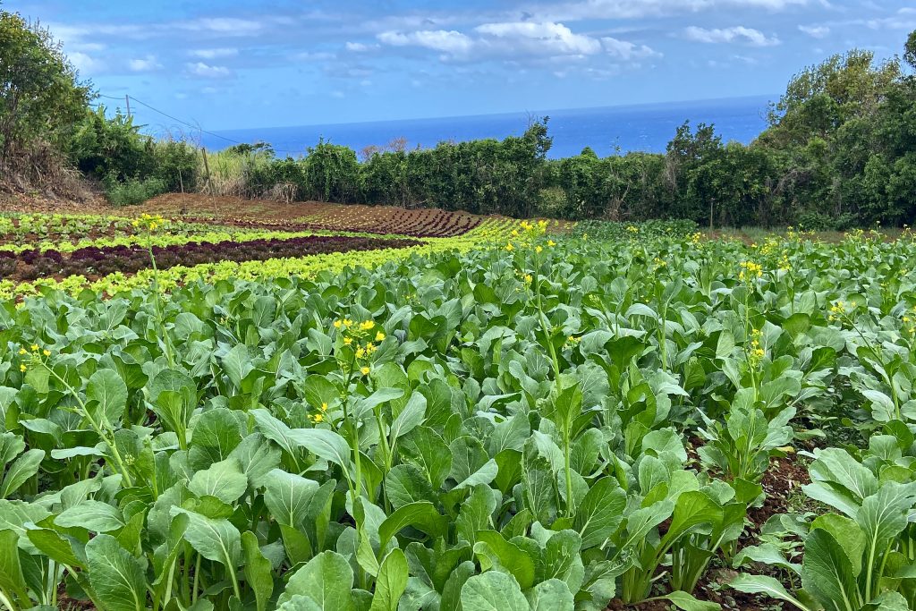 Champ de choux, La Réunion